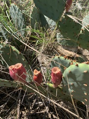 Opuntia macrorhiza