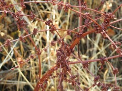 Rumex pulcher