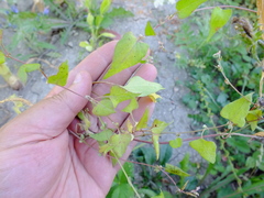 Fallopia
