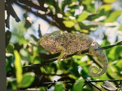 Chamaeleo chamaeleon chamaeleon