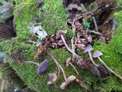 Pseudobaeospora