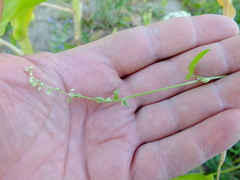 Fallopia