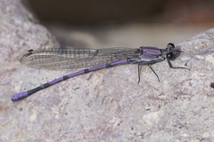 Argia tonto