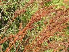 Rumex crispus
