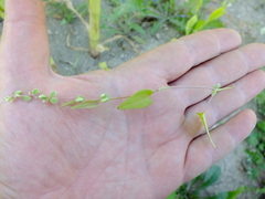 Fallopia
