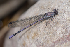 Argia tonto