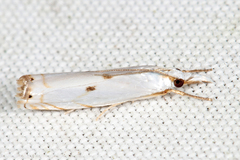 Microcrambus biguttellus