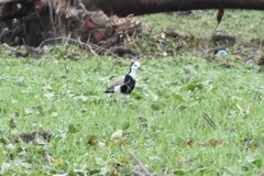 Vanellus crassirostris