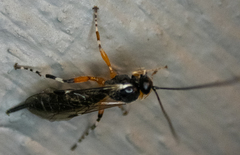 Itoplectis conquisitor