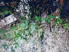 Magnoliopsida