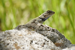 Sceloporus jarrovii