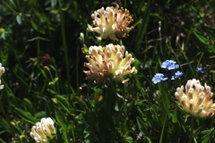 Anthyllis vulneraria alpestris