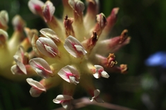Anthyllis vulneraria alpestris