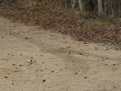 Plectrophenax nivalis