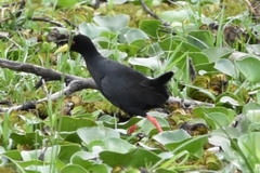 Zapornia flavirostra