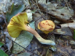 Phylloporus leucomycelinus