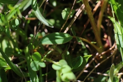 Anthyllis vulneraria alpestris