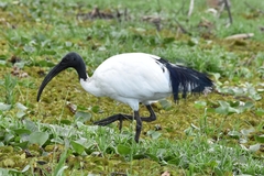 Threskiornis aethiopicus