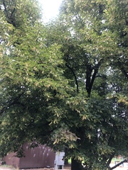 Acer negundo