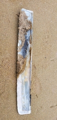 Ensis