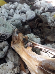 Coenobita compressus
