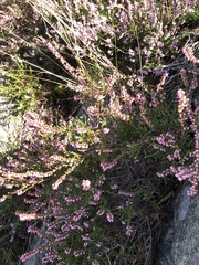Calluna vulgaris
