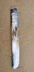 Ensis