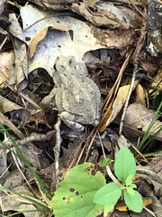 Anaxyrus fowleri