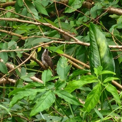 Orthotomus atrogularis