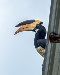 Anthracoceros coronatus