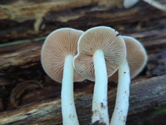Hebeloma albidulum
