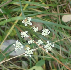 Pimpinella major