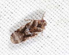 Catonia cinctifrons