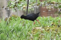 Zapornia flavirostra