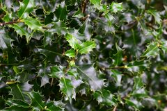 Ilex aquifolium
