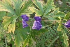 Aconitum volubile