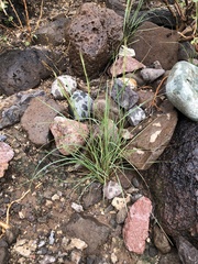 Heteropogon contortus