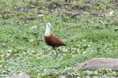 Actophilornis africanus