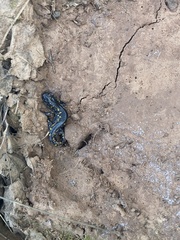 Caudata