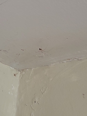 Pholcus phalangioides