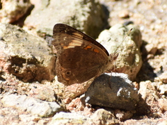 Junonia zonalis