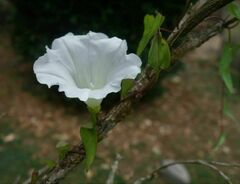 Calystegia sepium