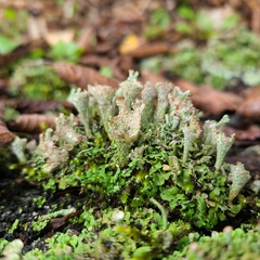 Cladonia pyxidata