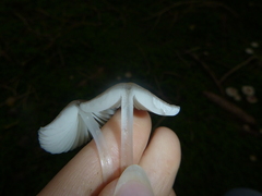 Mycena