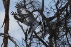 Ceryle rudis rudis