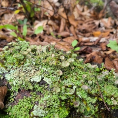 Cladonia pyxidata