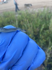 Thamnophis sirtalis pallidulus