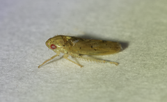 Ponana quadralaba