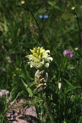 Pedicularis comosa
