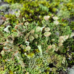 Cladonia pyxidata